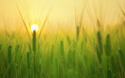 Biogazownie rolnicze doczekają się uproszczeń związanych z procesem inwestycyjnym